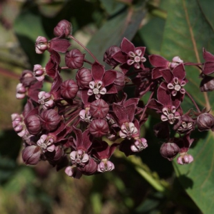 Asclepias cordifolia